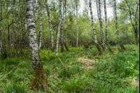 Moorwald 6