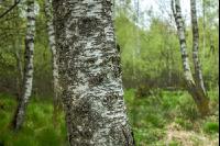Moorwald 7