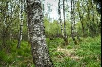 Moorwald 8