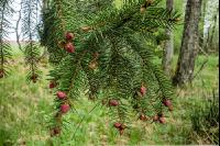 Moorwald 9
