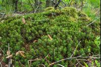 Moorwald 10