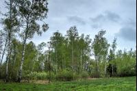 Moorwald 11