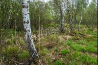 Moorwald 12