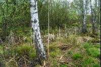 Moorwald 13