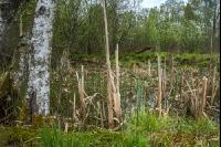 Moorwald 14