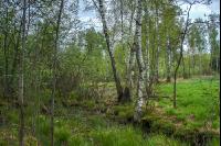 Moorwald 15