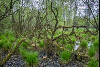 Moorwald 16