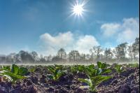 Morgennebel und Sonne 8