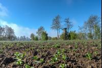 Morgennebel und Sonne 9