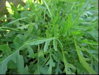 Rucola