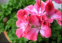 Englische Pelargonie 2