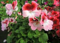 Englische Pelargonie 1
