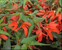 Begonia Summerwings