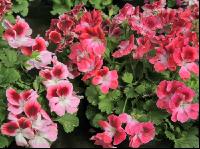 Englische Pelargonie 3
