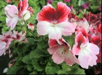 Englische Pelargonie 4