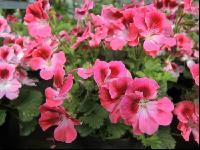 Englische Pelargonie 5