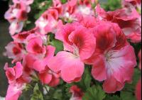 Englische Pelargonie 6
