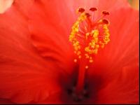 Hibiskus 2