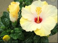 Hibiskus 1