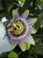 Passionsblume 2