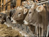 Braunvieh Holstein Milchvieh 18