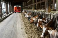 Braunvieh Holstein Milchvieh 16