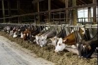 Braunvieh Holstein Milchvieh 1