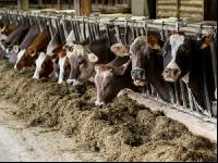 Braunvieh Holstein Milchvieh 1