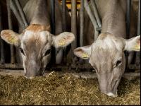Braunvieh Holstein Milchvieh 1