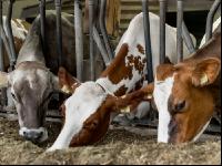 Braunvieh Holstein Milchvieh 1