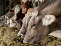 Braunvieh Holstein Milchvieh 1