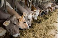 Braunvieh Holstein Milchvieh 1