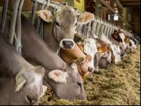 Braunvieh Holstein Milchvieh 9