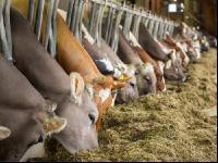 Braunvieh Holstein Milchvieh 8