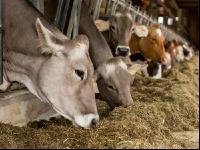 Braunvieh Holstein Milchvieh 7