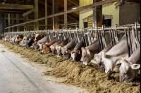 Braunvieh Holstein Milchvieh 6