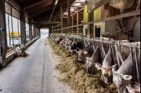 Braunvieh Holstein Milchvieh 5