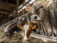 Braunvieh Holstein Milchvieh 4