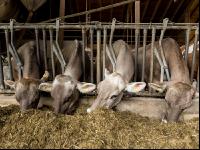 Braunvieh Holstein Milchvieh 3