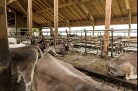 Braunvieh Holstein Milchvieh 2