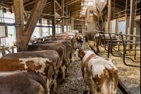 Braunvieh Holstein Milchvieh 1