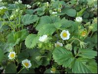 Erdbeere Blüte 4