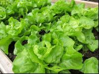 Salatbeet 3