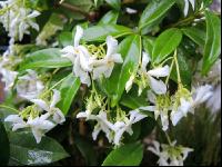 Trachelospermum jasminoides