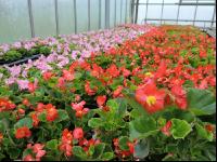 Blumenverkauf im Gewächshaus 10