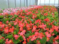 Blumenverkauf im Gewächshaus 9