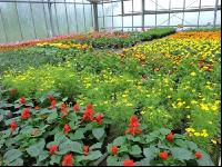 Blumenverkauf im Gewächshaus 8