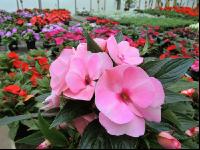 Blumenverkauf im Gewächshaus 7