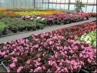 Blumenverkauf im Gewächshaus 6
