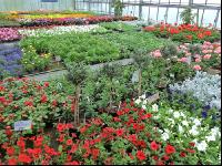 Blumenverkauf im Gewächshaus 5